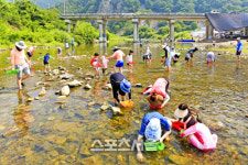 청송군, 제10회 청송 다슬기줍기 체험 행사 개최
