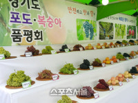 안산 대부포도 경기도 포도 품평회 2관왕 차지