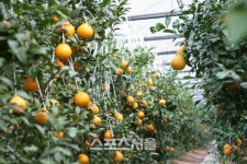 고흥군, 최고품질 한라봉 생산 위해 현장기술 지원