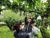 나주시, 배박물관에서 배 수확체험 열려