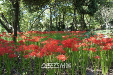 성남시, 중앙공원 꽃무릇 붉은융단 연출