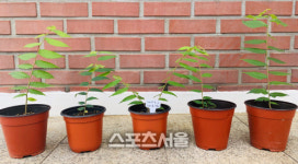 수원시, 단오어린이공원 느티나무 후계목 20주 증식 성공