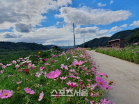 가을의 문턱에서, 코스모스와 함께하는 일직면 미천 나들이