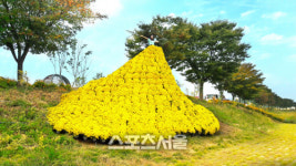 장성군, 황룡강 노란꽃잔치 오는 5일 개최