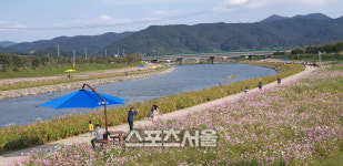 광양 서천변, 코스모스 활짝 피어 ‘관광객 모아’