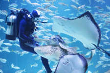 신세계 주차만 해도 남는 장사 대구아쿠아리움 연간이용권 사전 특가 판매