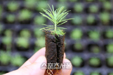 경기도산림환경연구소, 조직배양 기술로 낙엽송 묘목 대량 생산 추진