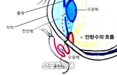 투명한 눈을 지키기 위해 정기적인 안과검진을!! [김하국의 애니멀세대]