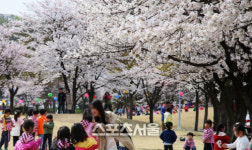 코로나19로 충주호 벚꽃축제 취소…수안보 온천제도 연기