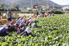 여수시, 돌산갓 품질 향상 위한 지원사업 ‘추진’