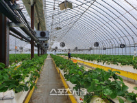 신안군, 딸기작목 경영실습 임대농장 임차인 모집