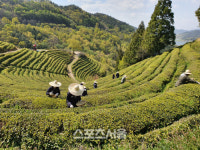보성군, 공직자·자원봉사자 찻잎따기 봉사 실시
