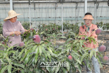 강진군, 애플망고 본격 수확 시작