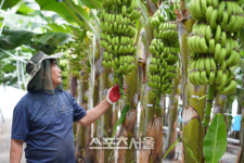 해남군, 기후변화 대응 바나나 열매 육성 ‘성과’