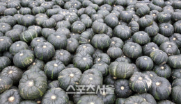 함평군, 함평 단호박 올해 첫 수출