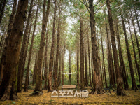 위호텔 제주, 가을 걸맞는 폴링 인 포레스트 패키지마련