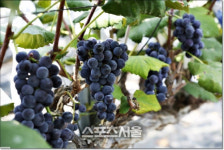 화성시, 송산포도축제 언택트 판매행사 취소