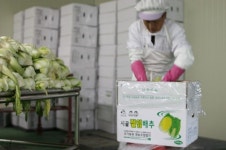 김장철앞두고 괴산장터, 괴산절임배추 1상자 3만5000원