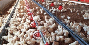 김포시, 통진읍 농장 AI 예방 조류 4만마리 살처분