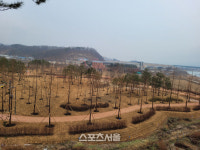 용인시, 경안천 도시숲 2만 2206㎥ 1단계 조성 완료