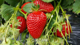 곡성 딸기, 베트남 시장 진출 본격