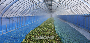 여수시, 돌산갓 생산기반 조성 지원··4억 투입