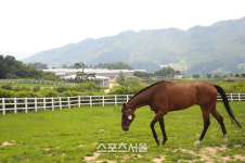 한국마사회, 7월까지 승용 씨암말 교배 사업 진행