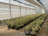 진도군, 과학영농실증시험 5억 투입.신농업기술 보급