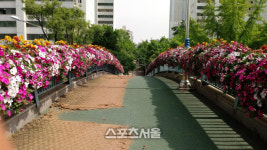 안양시, 도심 육교 곳곳 활짝핀 봄꽃 싱그러움 연출