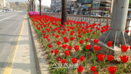 안양시, 도심 육교 곳곳 활짝핀 봄꽃 싱그러움 연출