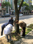 수원시, 청명남로 등 구간 대형 가로수 491주 생육상태 점검
