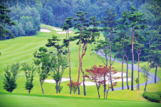 확 트인 페어웨이 소나무가 어우러진 코스, 중부권 명문 골프장 도약