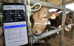 장수군, 장계 스마트 가축시장 개장…한우에 대한 다양한 정보 제공
