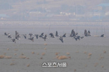 신안군, 겨울의 진객 흑두루미 ‘세계자연유산 신안갯벌 찾아’