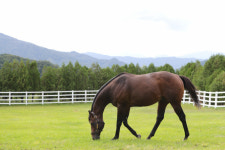 원스톱 휴양과 재활, 제2의 마생(馬生)...경주마 재활지원 프로그램