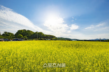 의왕시, 초평동 2.5ha 농지 노란 유채꽃 물결 장관