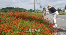 신안군, 팔금면 도로변 황금빛으로 물들다