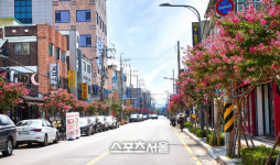 수원시, 6개 노선 3.7㎞ 배롱나무 명품 특화거리 조성