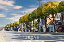 수원시, 19개 가로수길 4계절 풍경 사진으로 기록