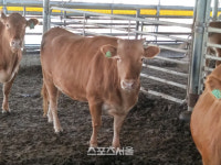 보성군,AI 기술로 명품 한우 육성