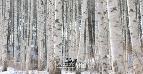 별유천지비인간 원대리 자작나무숲 등 강원도 인제군, 낭만과 스포츠를 동시에 즐길 수 있는 곳!