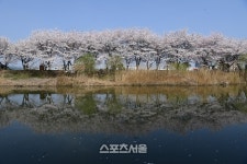 수원시, 완연한 봄···벚꽃 ‘만끽’ 명소 10곳 선정