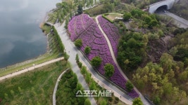 수원시, 완연한 봄···벚꽃 ‘만끽’ 명소 10곳 선정