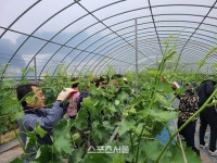 김제시 경제진흥과, 봄철 농촌일손돕기 ‘구슬땀’