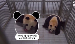 푸바오, 동생 생겼다..국내최초 ‘쌍둥이 판다’ 탄생