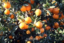 제주특별자치도, 감귤 재배실태 전수조사 추진...농가에 적극적인 협조 당부