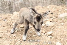 양구산양·사향노루센터, 천연기념물 산양 복원사업 순항