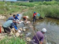평창군, 메기 수산종자 12만 마리 방류