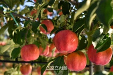 국민고향정선, 고랭지 명품 정선사과 본격 출하!