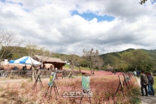 영월군, 동강 붉은메밀 꽃밭 개장!